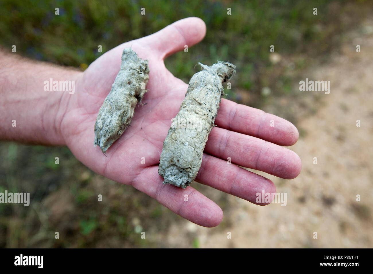 Uitwerpselen Van De Spaanse Lynx Iberische Luchs Kot Stockfoto
