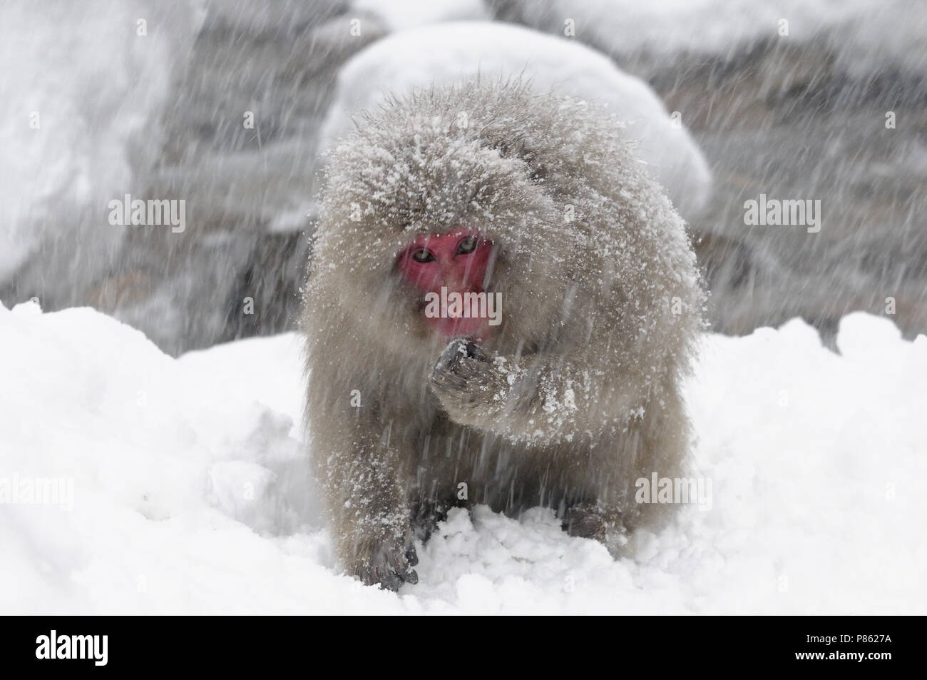 Japanischen Schnee Affen in der Wildnis in Japan im Winter. Stockfoto