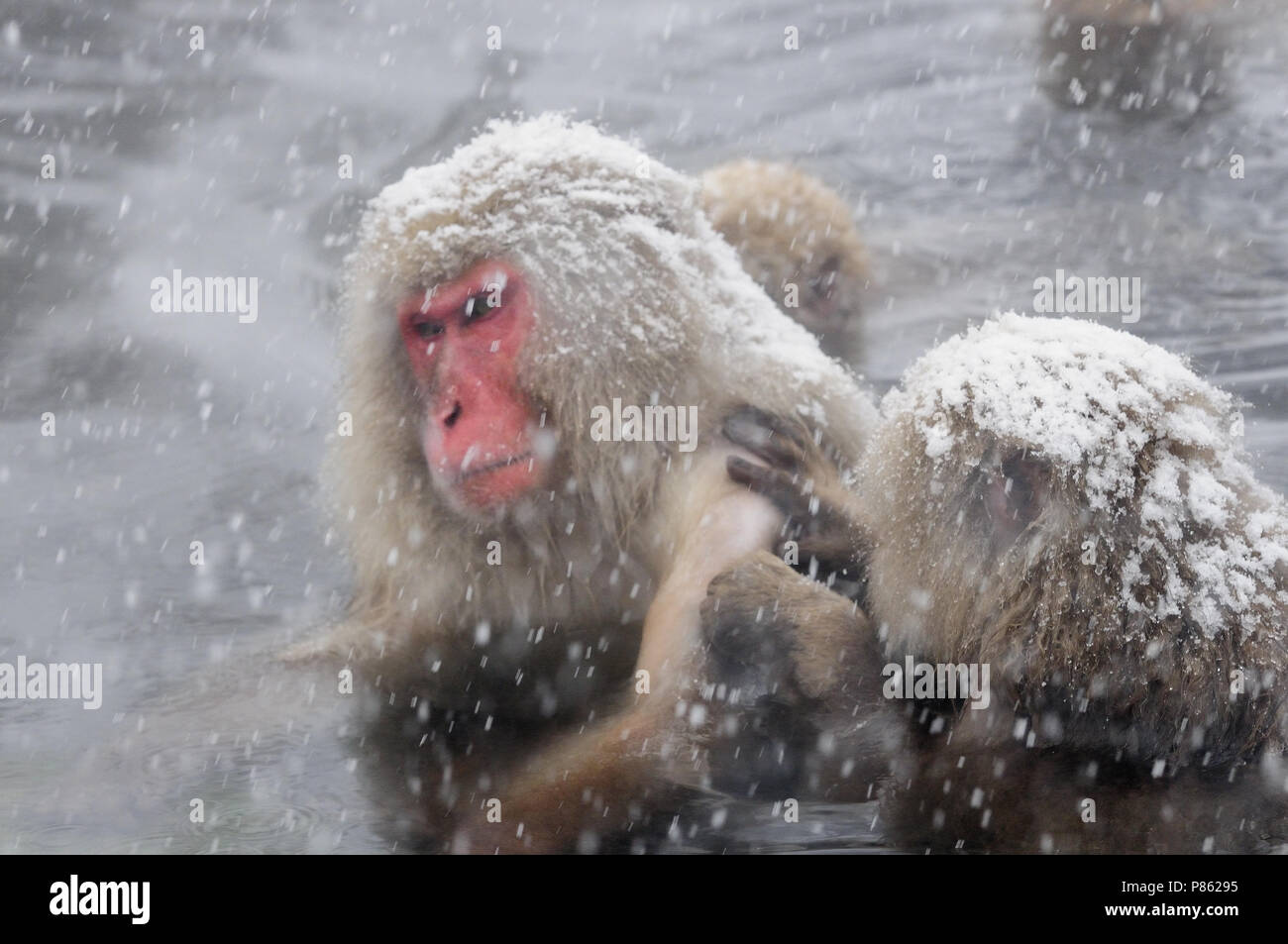 Japanischen Schnee Affen in der Wildnis in Japan im Winter. Stockfoto