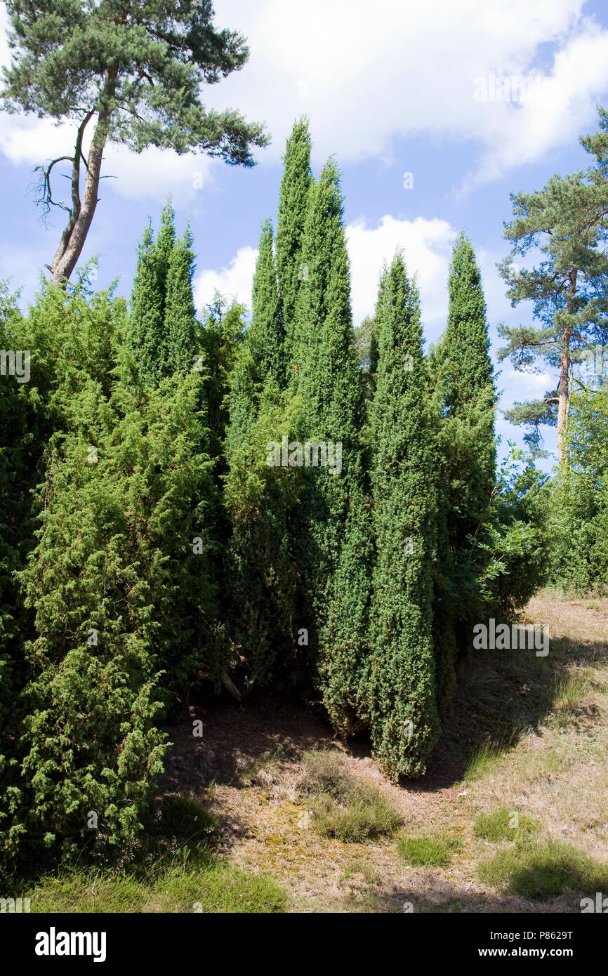 Jeneverbes ist een van de weinige inheemse coniferen van de Benelux; Gemeinsame Juniper ist einer der wenigen Nadelbäume, die sich auf die Benelux-länder native Stockfoto