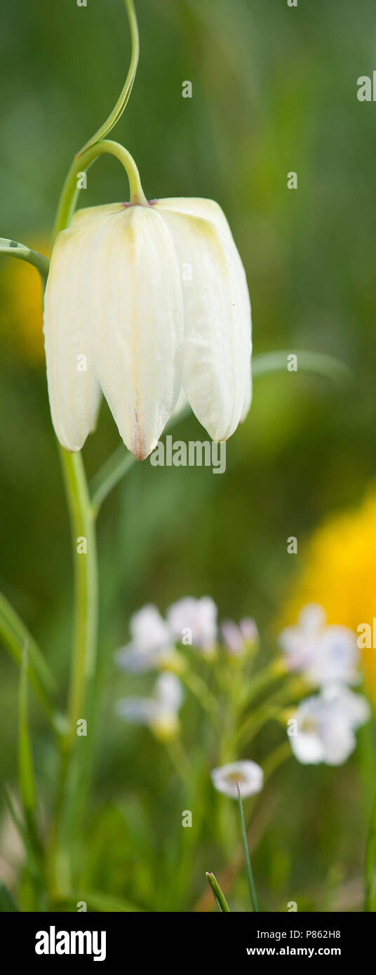 Kievitsbloem; Fritillaria meleagris Stockfoto