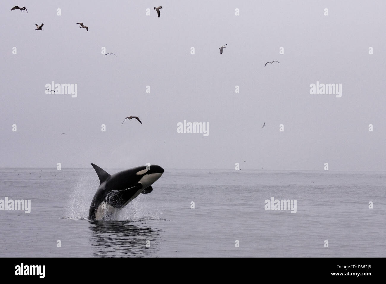 Springende Orka; Jumping Killer Whale Stockfoto
