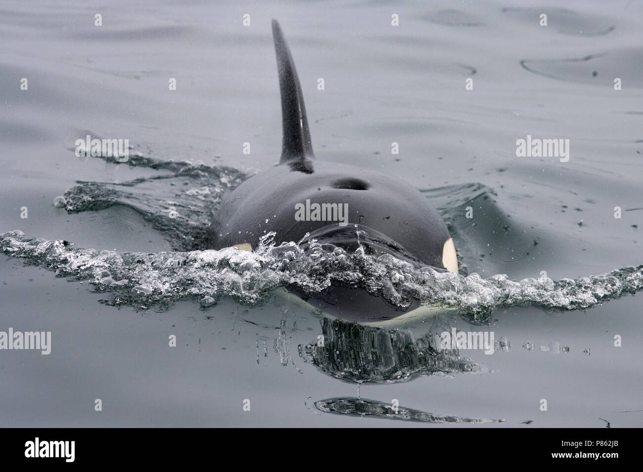 Orka aan het oppervlak; Killer Whale an der Oberfläche Stockfoto