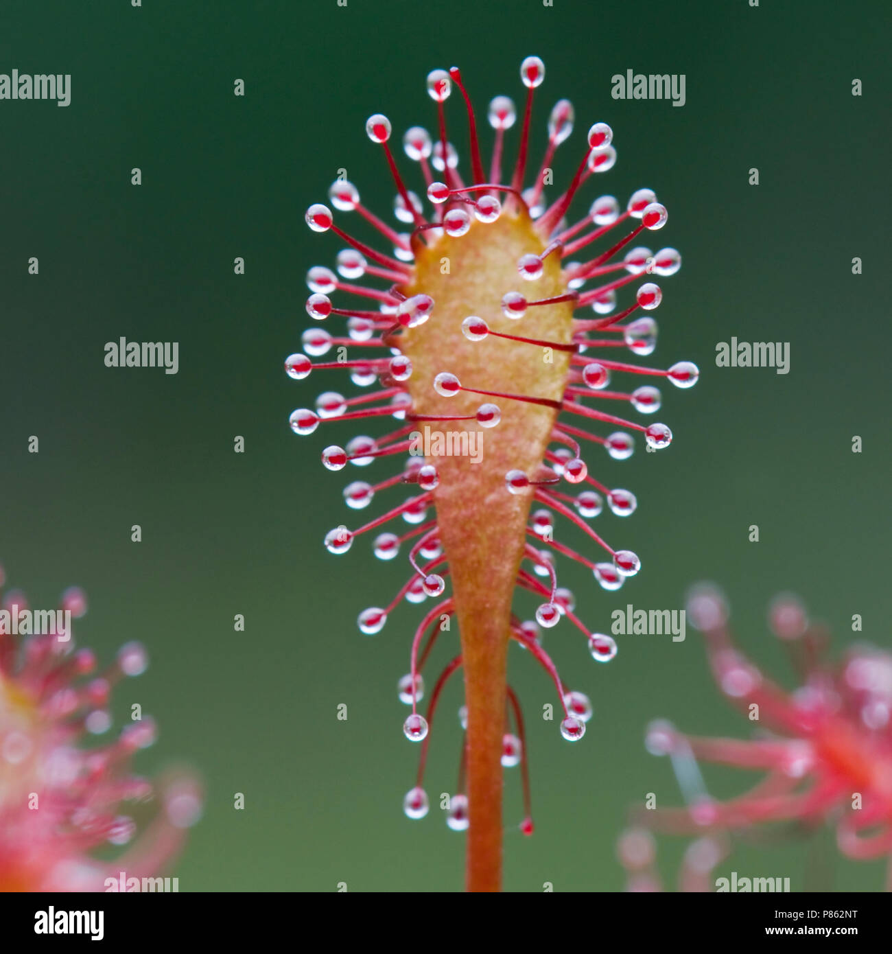 Kleine Zonnedauw; Spoonleaf Sonnentau Stockfoto