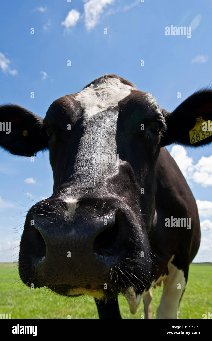 In der Nähe von Van Kop van koe Nederland, Close-up der Kopf der Kuh, Niederlande Stockfoto