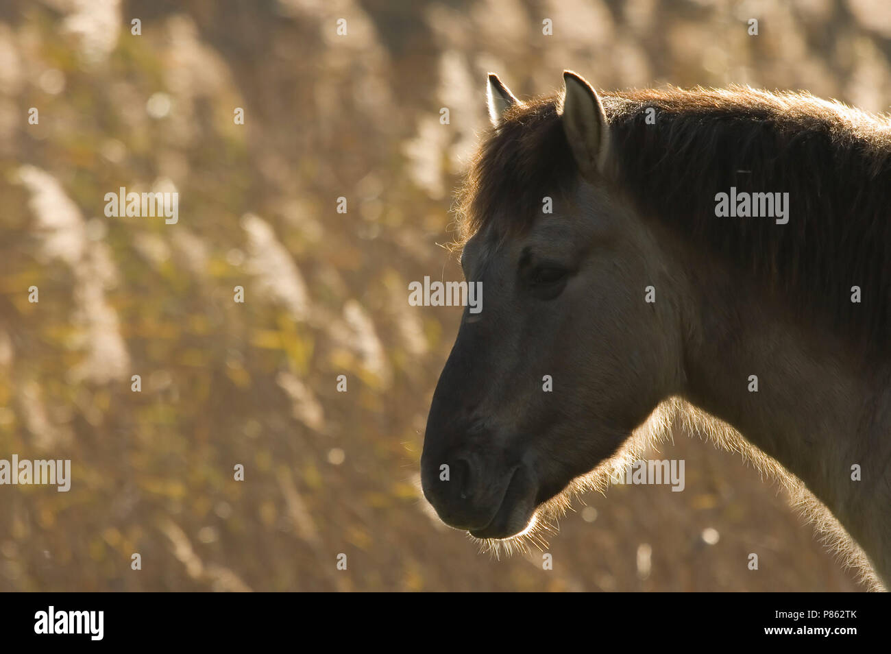 Konikpaard als Grazer in Natuurgebied; wilde Pferd als Grazer im Naturschutzgebiet Stockfoto