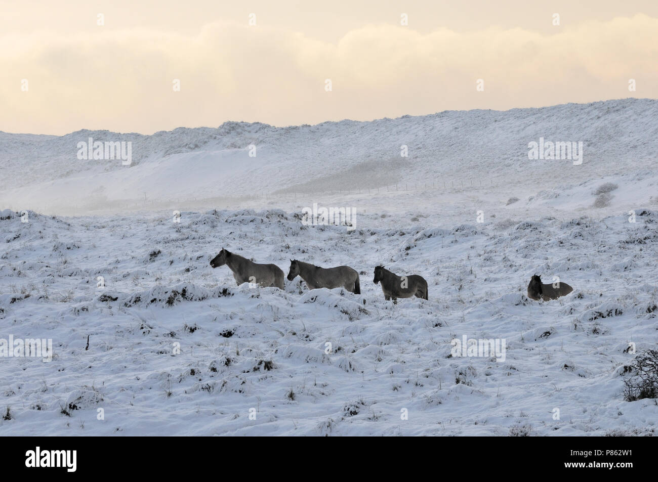 Konik-Pferd Stockfoto