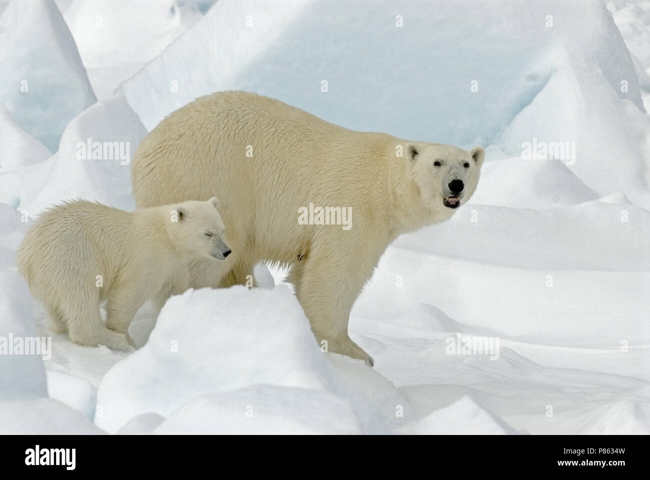 Eisbär mit Jungen; IJsbeer met Jong Stockfoto