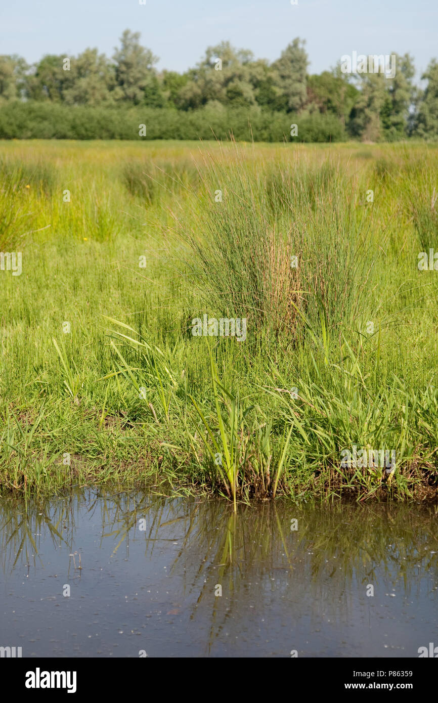 Polder lepelaar in De Brabantse Biesbosch Stockfoto