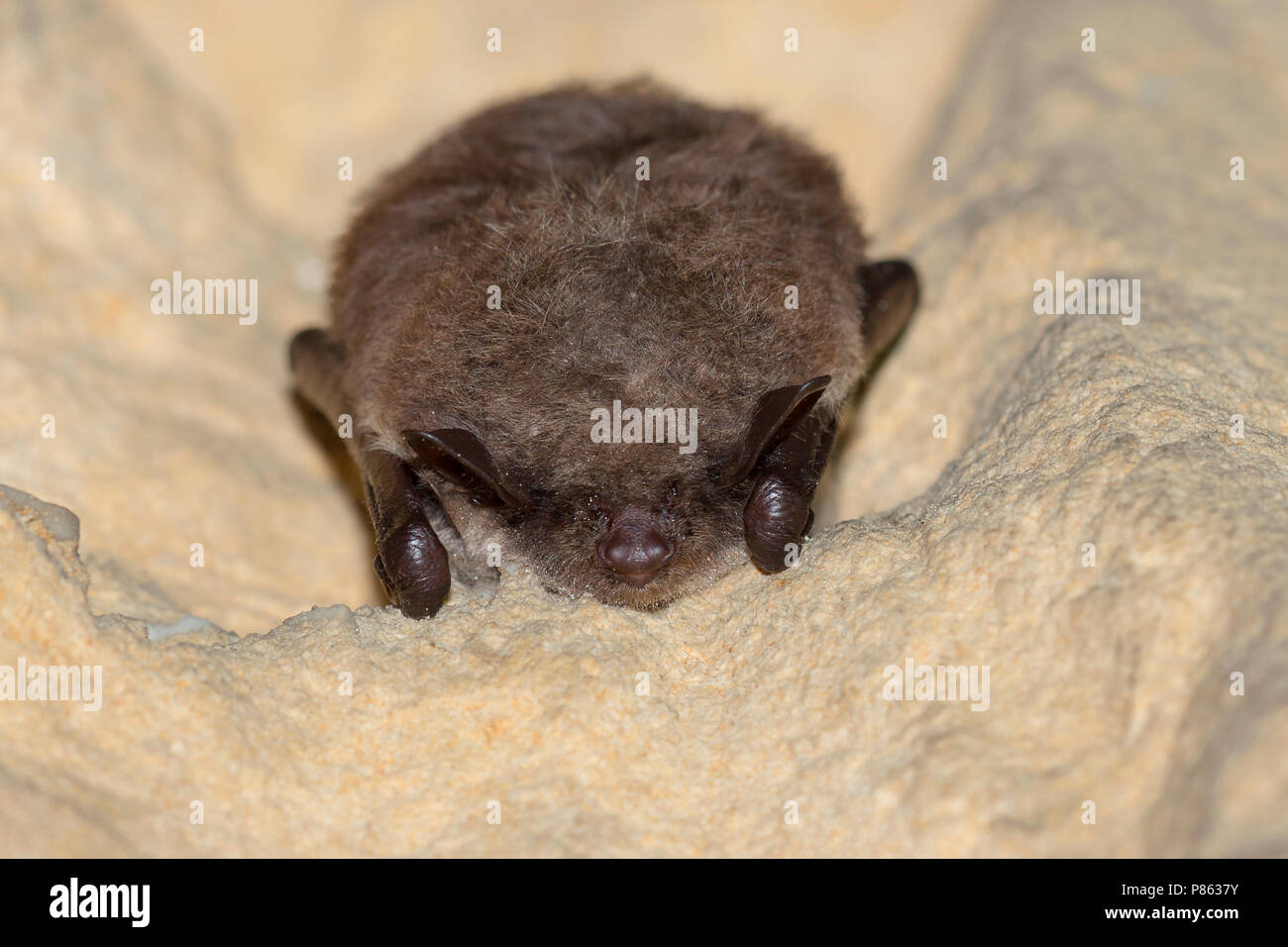 In winterslaap Meervleermuis in een Grot, Teich bat im Ruhezustand in einer Höhle Stockfoto