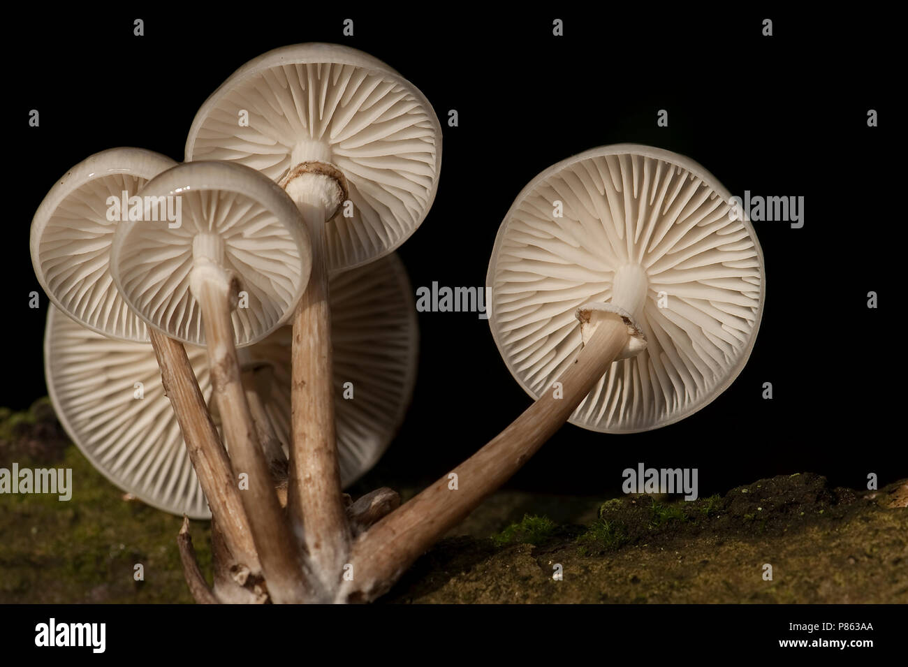 Porseleinzwam op boomstronk; Porzellan Pilz am Baum trunc Stockfoto