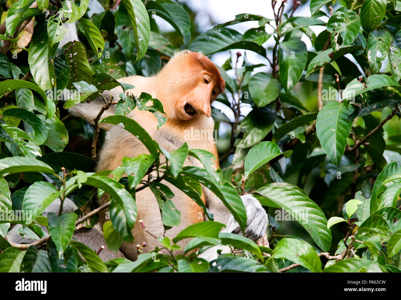 Neusaap mannetje roepend in Boom; Proboscis Monkey männliche Berufung im Baum Stockfoto