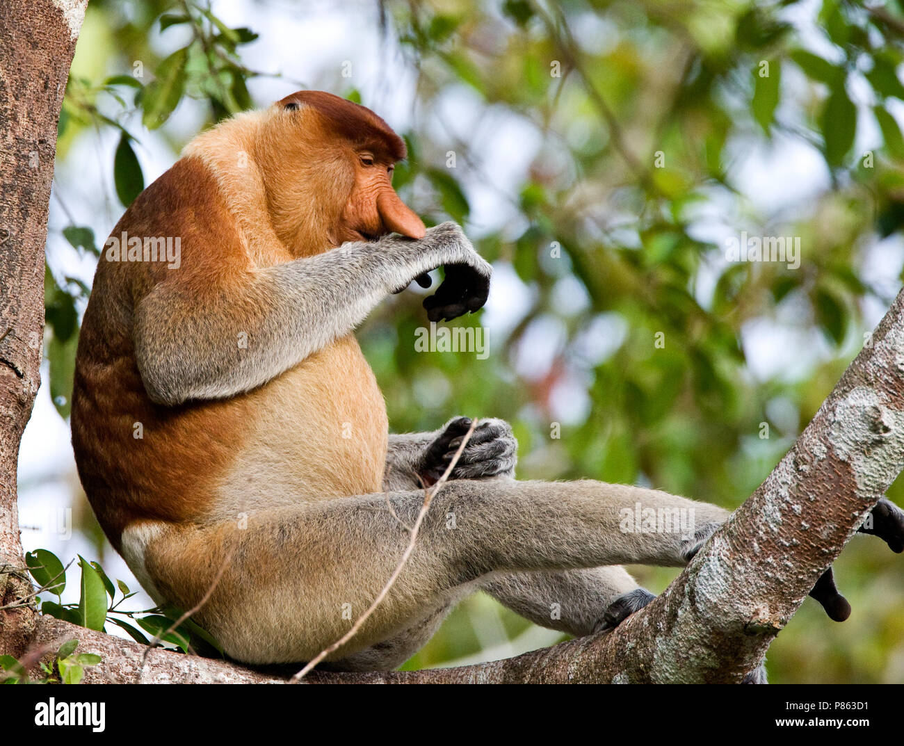 Neusaap mannetje in Boom; Proboscis Monkey Mann im Baum Stockfoto