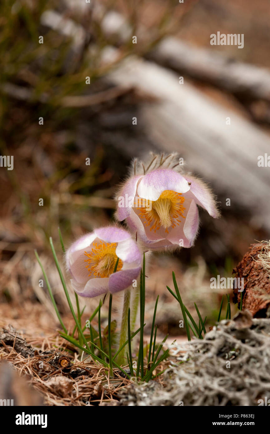 Pelsanemoon Zwitserland, Feder Pasque flower Schweiz Stockfoto