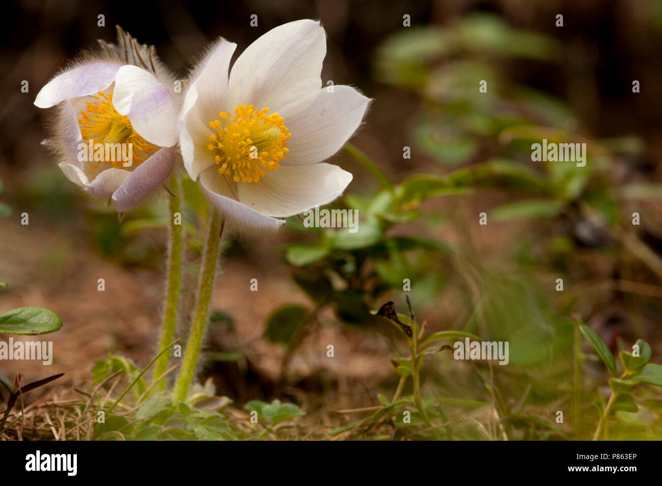 Pelsanemoon Zwitserland, Feder Pasque flower Schweiz Stockfoto