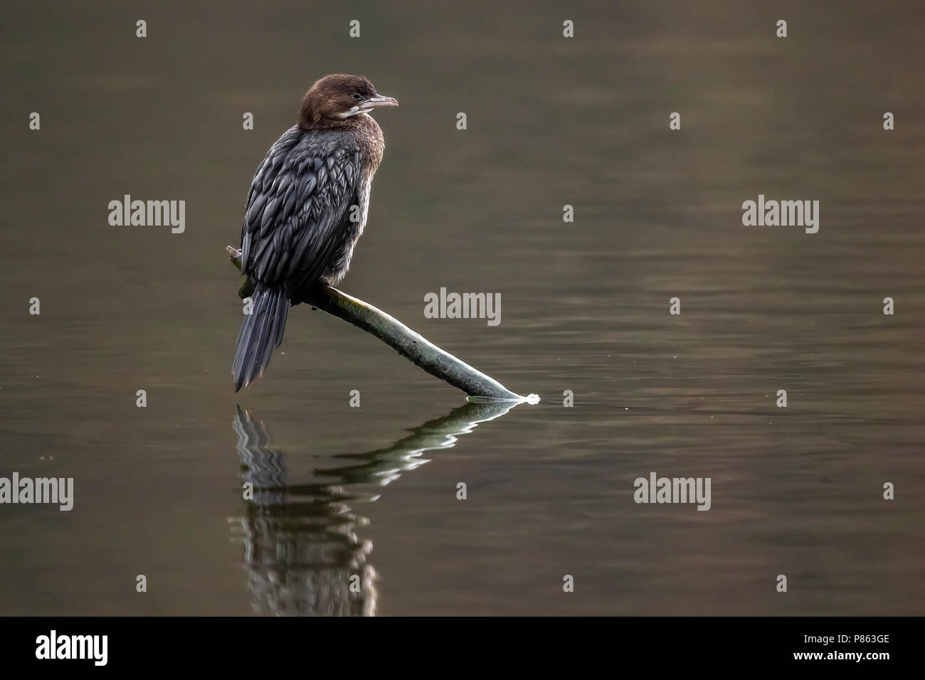 1. winter Pygmy Kormoran auf einem Ast über dem Val Duchesse See in Auderghem, Brüssel sitzen. 21. Januar 2018. Stockfoto 1. winter Pygmy Kormoran auf einem Ast über dem Val Duchesse See in Auderghem, Brüssel sitzen. 21. Januar 2018. Stockfoto