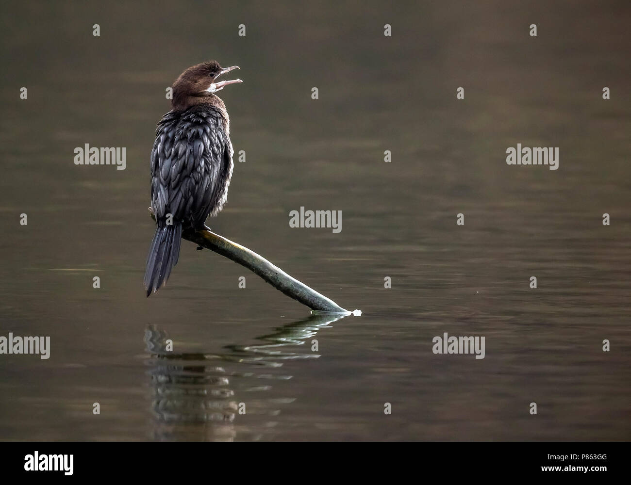 1. winter Pygmy Kormoran auf einem Ast über dem Val Duchesse See in Auderghem, Brüssel sitzen. 21. Januar 2018. Stockfoto 1. winter Pygmy Kormoran auf einem Ast über dem Val Duchesse See in Auderghem, Brüssel sitzen. 21. Januar 2018. Stockfoto