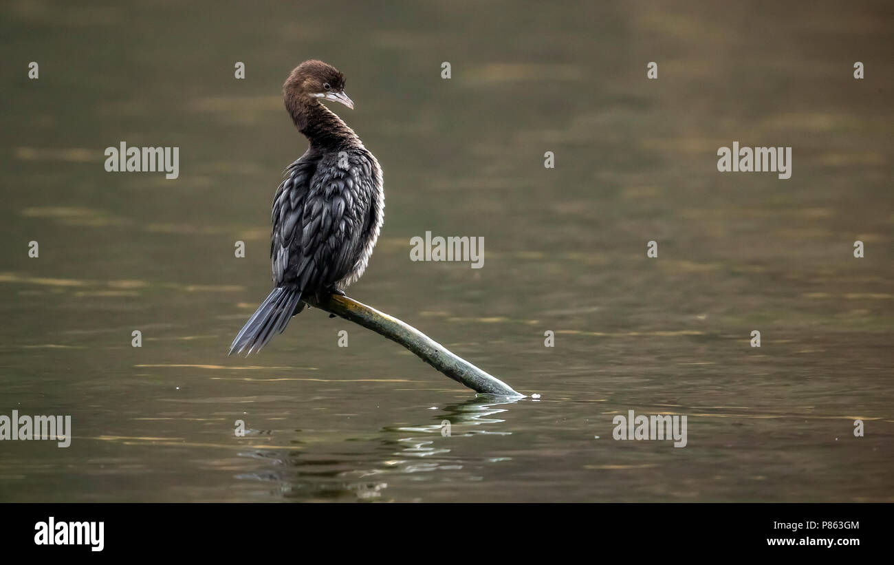 1. winter Pygmy Kormoran auf einem Ast über dem Val Duchesse See in Auderghem, Brüssel sitzen. 21. Januar 2018. Stockfoto 1. winter Pygmy Kormoran auf einem Ast über dem Val Duchesse See in Auderghem, Brüssel sitzen. 21. Januar 2018. Stockfoto