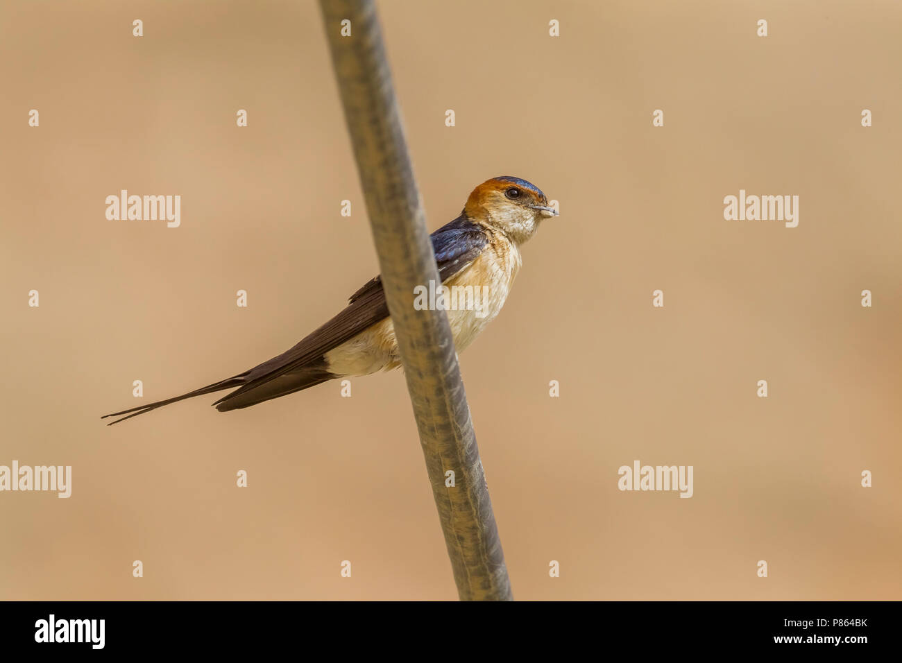 Red-rumped Swallow, Erwachsene thront auf einem Draht, der in SE der Türkei. Stockfoto