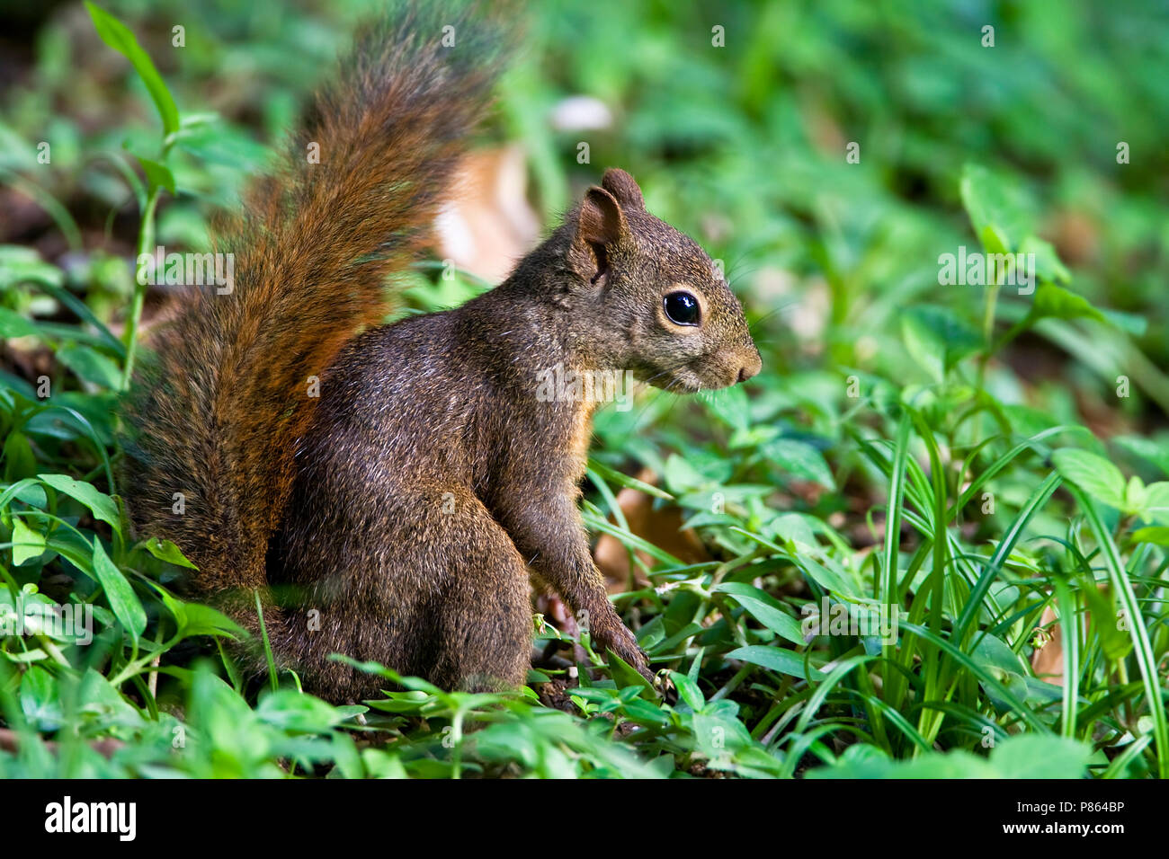 Roodstaartboomeekhoorn jong in Gras Tobago, rote Eichhörnchen Junge im Gras Tobago tailed Stockfoto