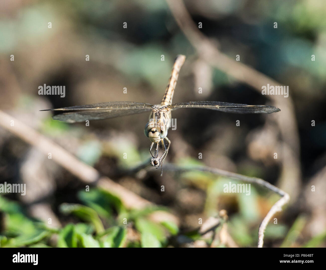 Closeup Makro Detail des Wanderns Segelflugzeug dragonfly Pantala flavescens auf Grashalm im Feld Wiese Stockfoto