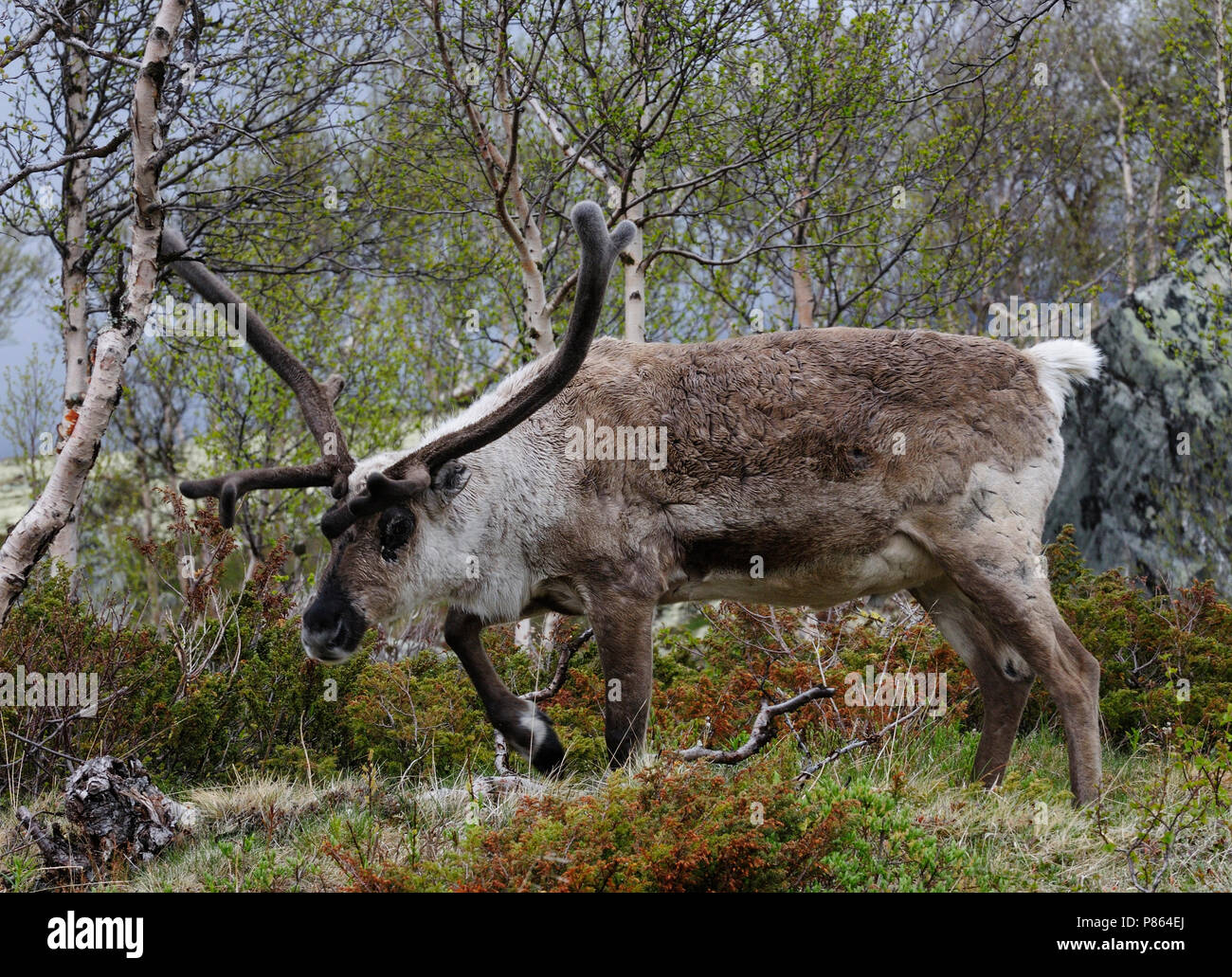 Natur Bild Stockfoto