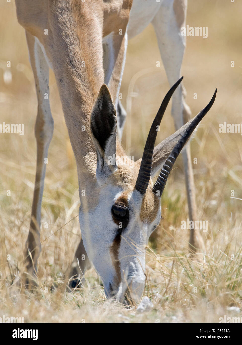 Springbock mannetje grazend Etosha NP Namibie, Springbock männlichen Beweidung Etosha NP Namibia Stockfoto