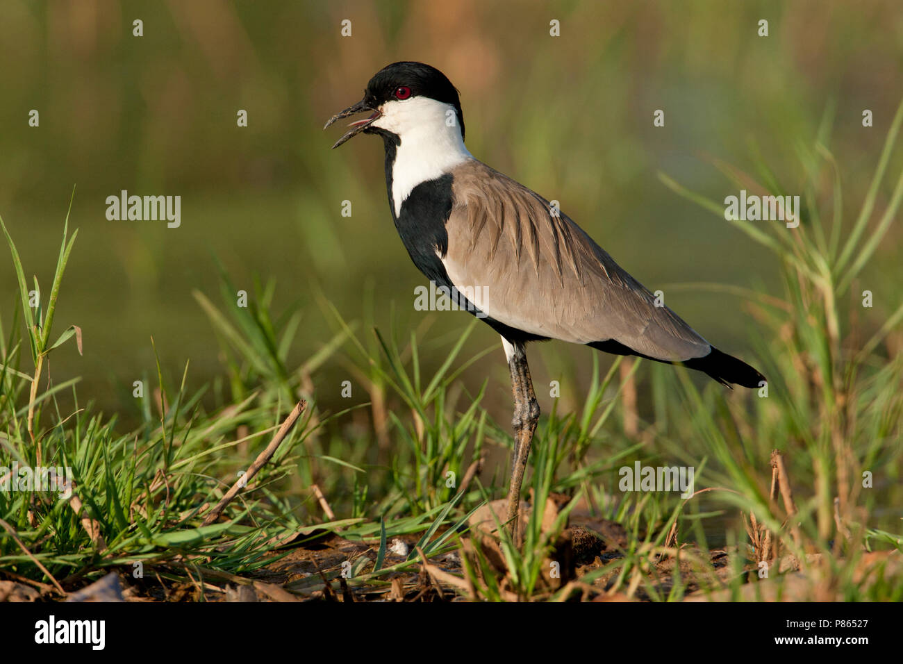 Sporn-winged Plover Stockfoto