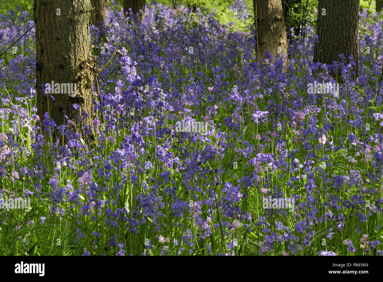 Stinseflora Stockfoto