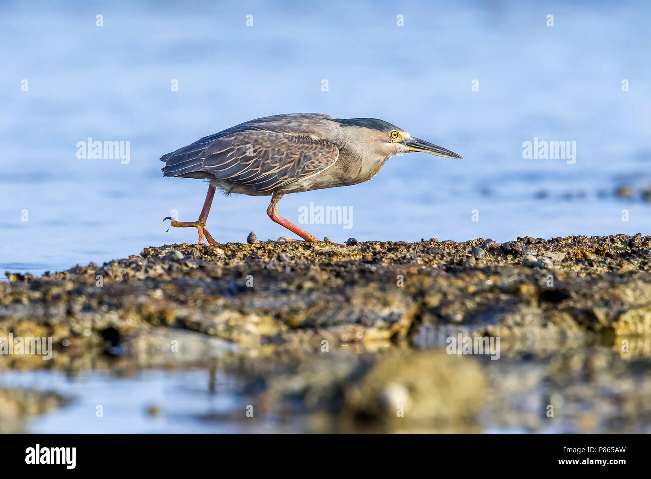 Nach gestreift Heron wandern in Hamata Strand, Ägypten, Rotes Meer. 23. Mai 2014. Stockfoto