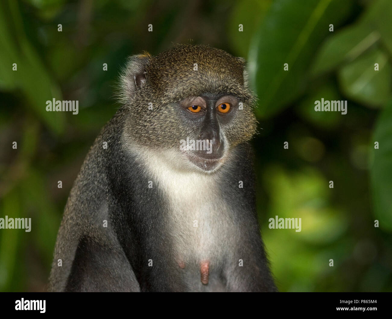 Witkeelmeerkat, Sykes' Monkey Stockfoto