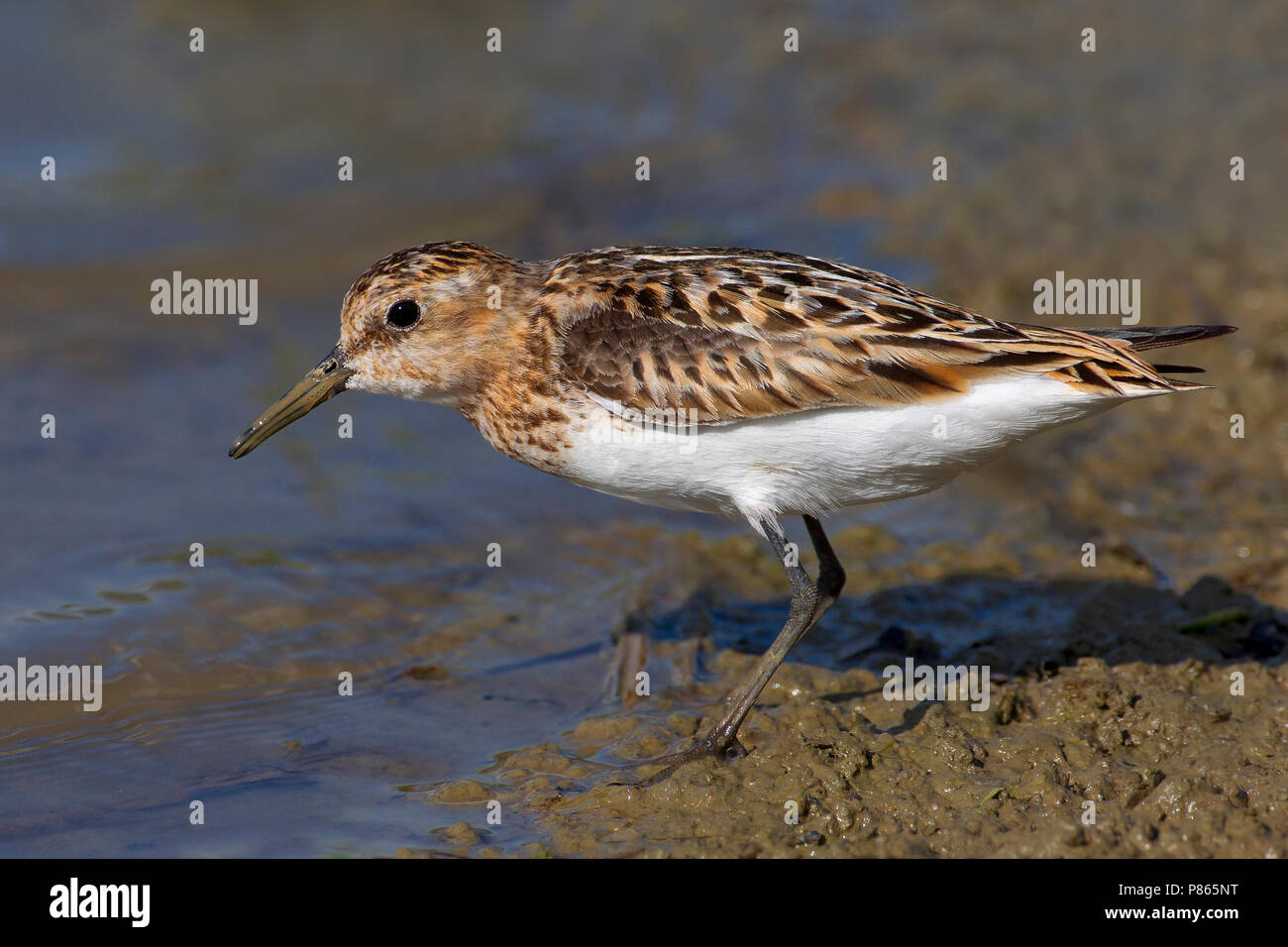 Gambecchio; wenig Stint; Calidris minuta Stockfoto