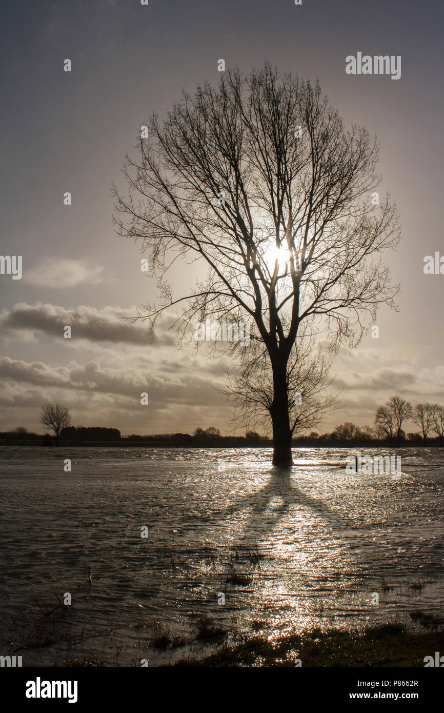 Boom in het water met tegenlicht; Baum im Wasser mit Hintergrundbeleuchtung Stockfoto