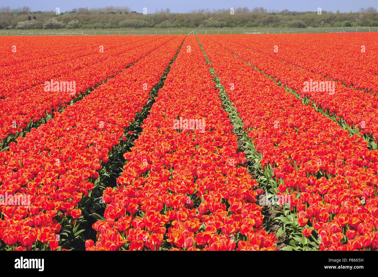 Tulpenfelder in den Niederlanden Stockfoto