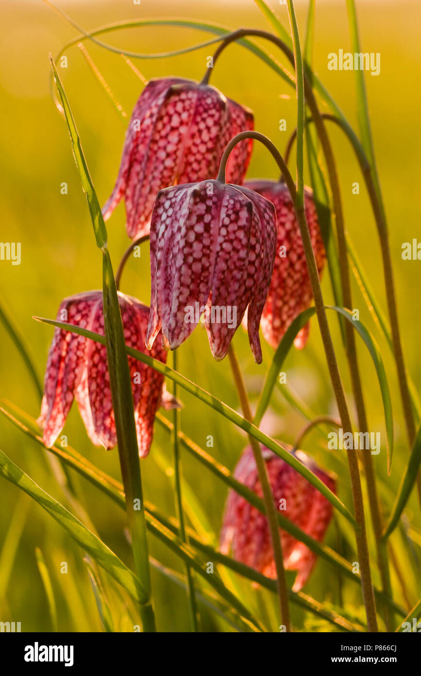 Kievitsbloem in der Vechte de Zwarte Water; die Schlange Kopf Fritillary in der Vechte de Zwarte Water Stockfoto