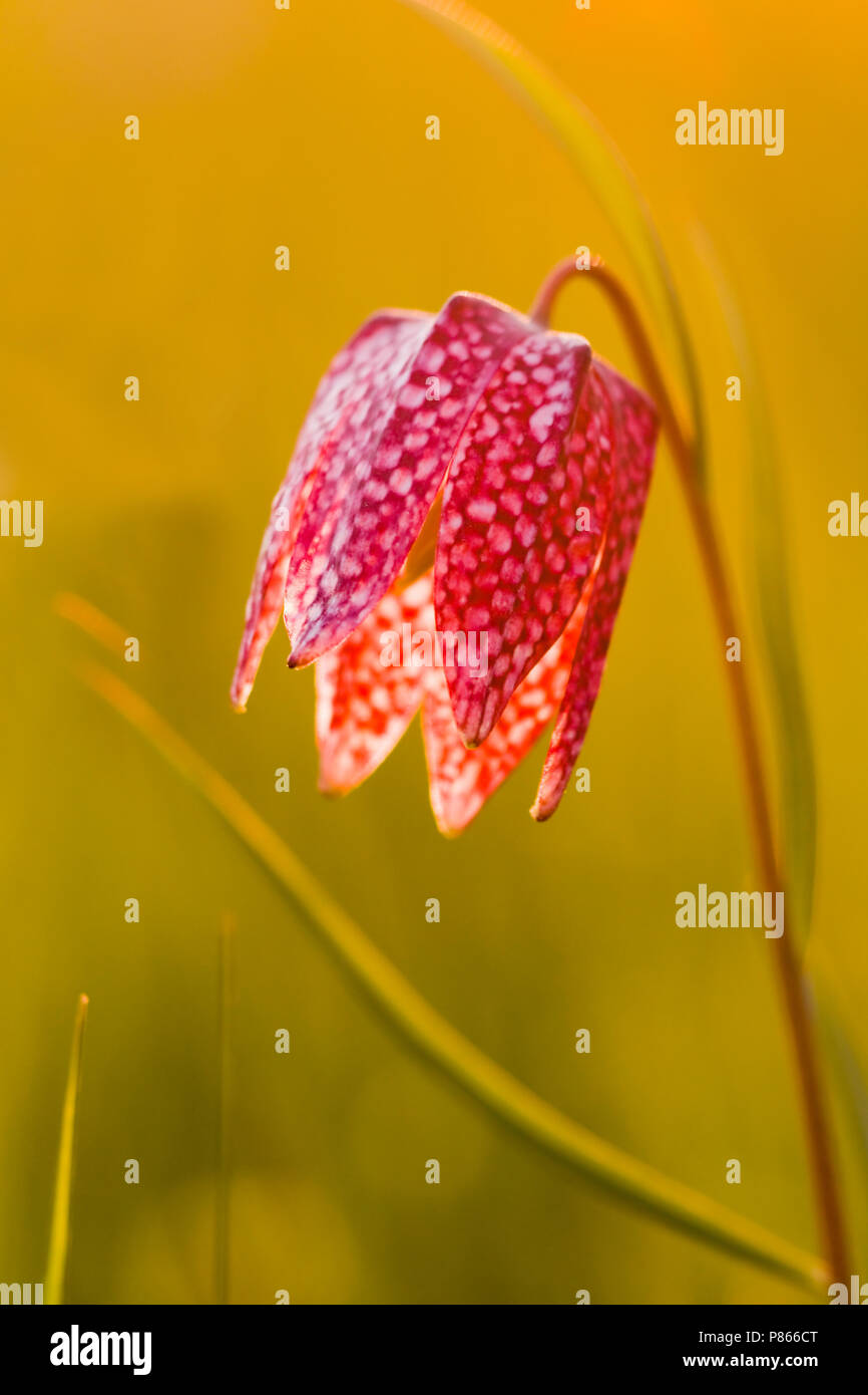 Kievitsbloem in der Vechte de Zwarte Water; die Schlange Kopf Fritillary in der Vechte de Zwarte Water Stockfoto