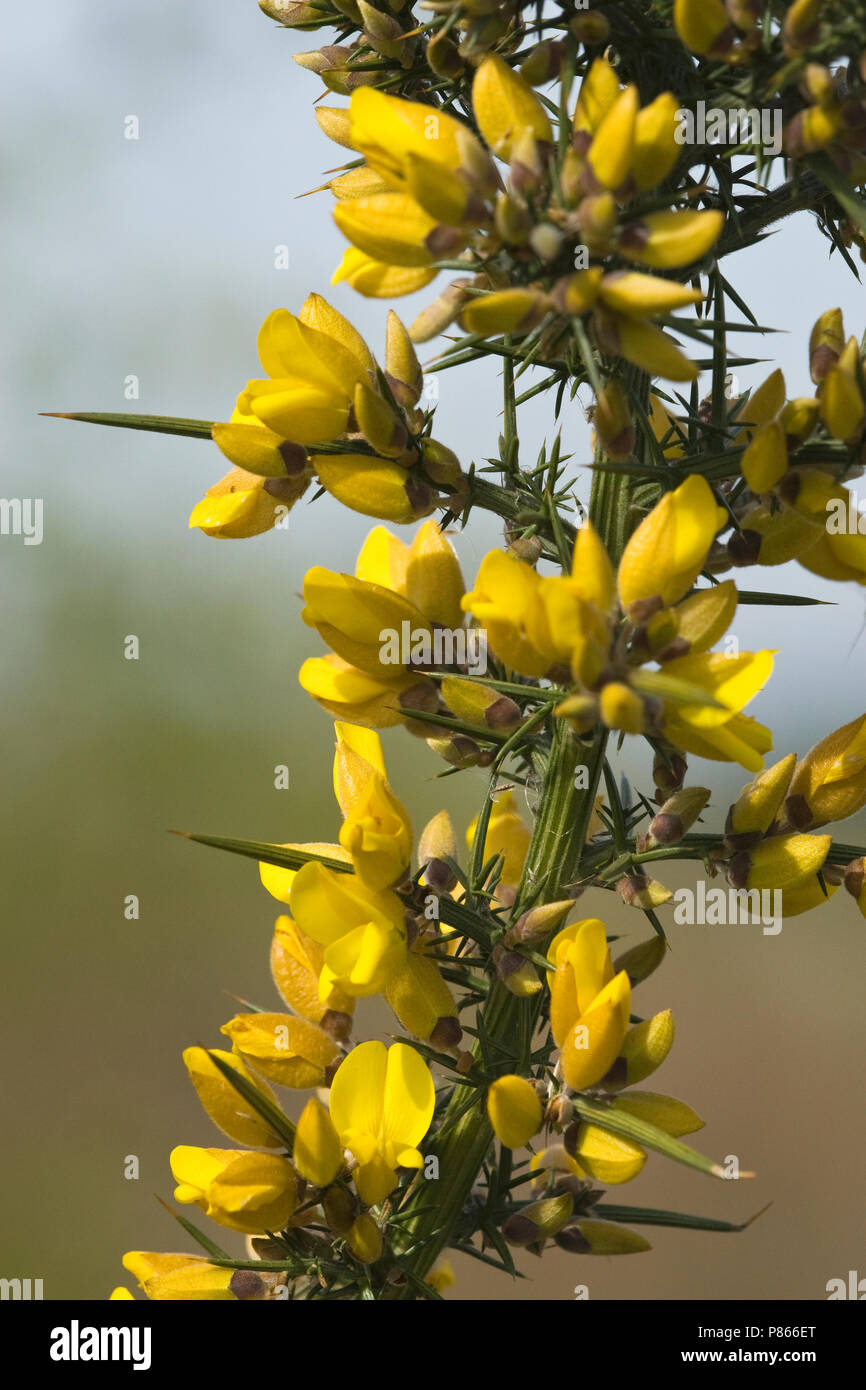 Bloemen van de Gaspeldoorn, gemeinsame Ginster Blumen Stockfoto