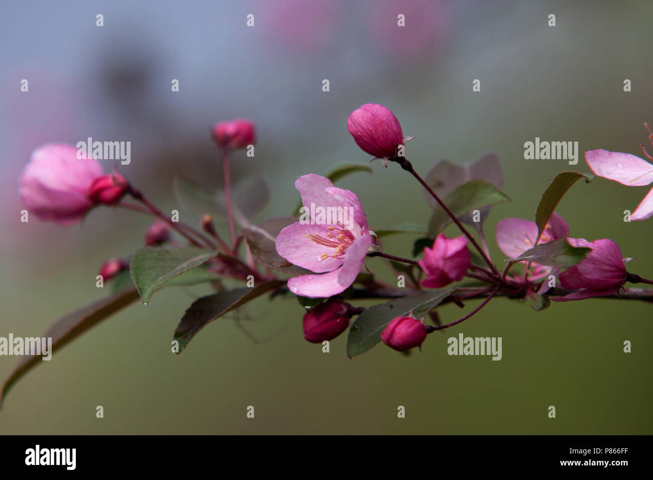 Blumen im Garten, Pflanzen, bunt, Feder, Apfelblüte, Baum, rosa Blüten, Blätter, Apple, Pflanze, Garten, Wachsen, grünen, Blütenknospe Stockfoto