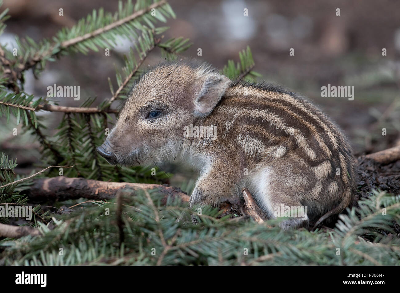 Pas geboren Wild Zwijn; Baby Wild Boar Stockfoto