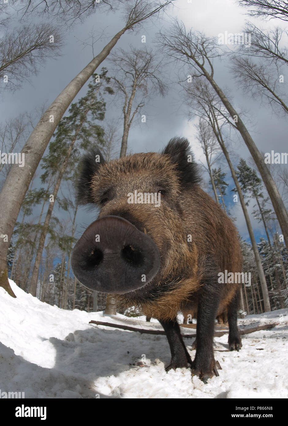 Wild Zwijn in de Winter; Wildschwein im Winter Stockfoto