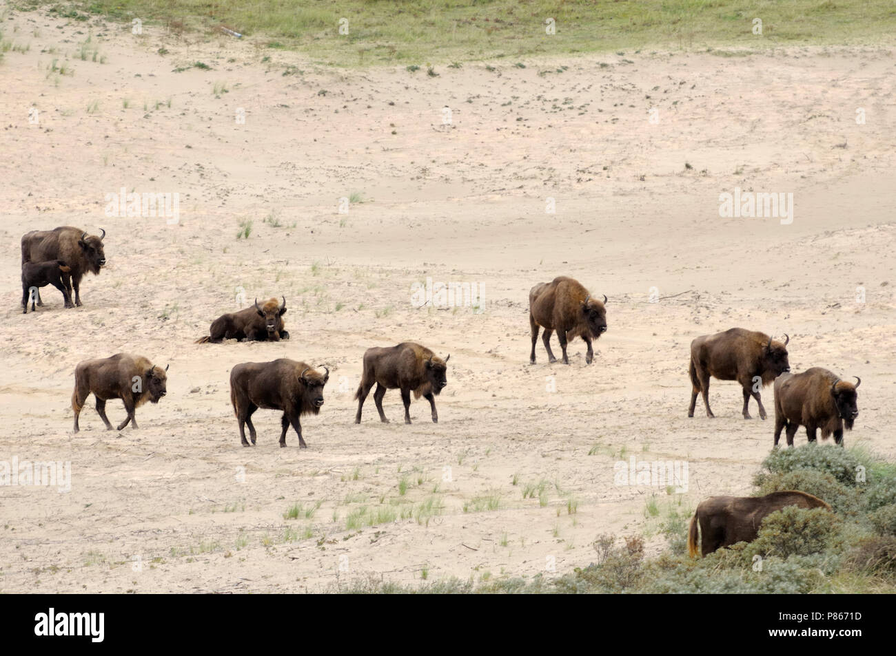 Europäische Bisons in den Niederlanden Stockfoto