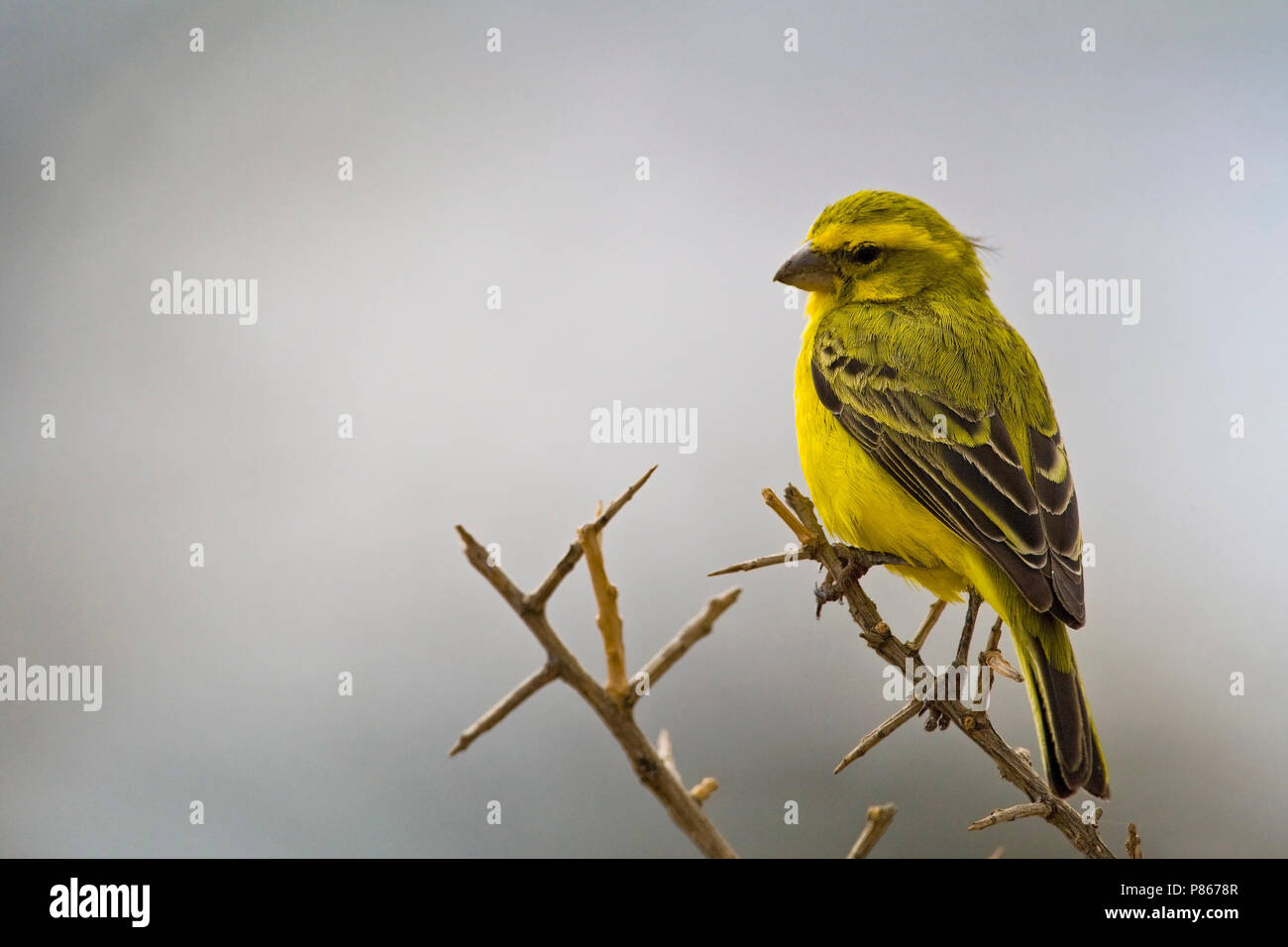 Natur lieferbar Bild von gelben Kanarischen Stockfoto