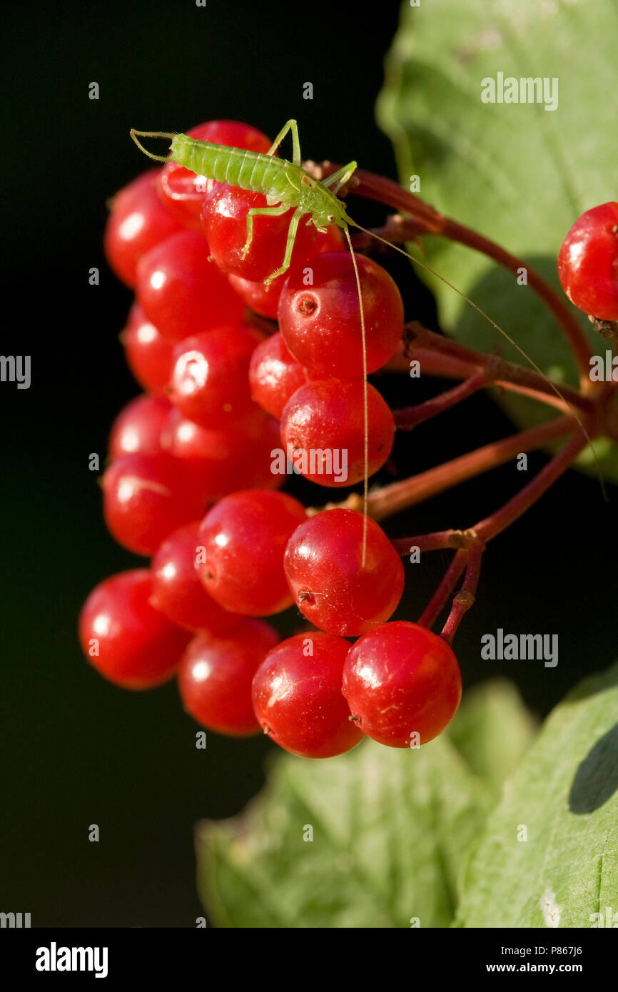 Zuidelijke boomsprinkhaan op Gelderse roos bessen Nederland, Südliche Eiche Bush - Kricket auf Gefüllte Schneeball-rosa Beeren Niederlande Stockfoto