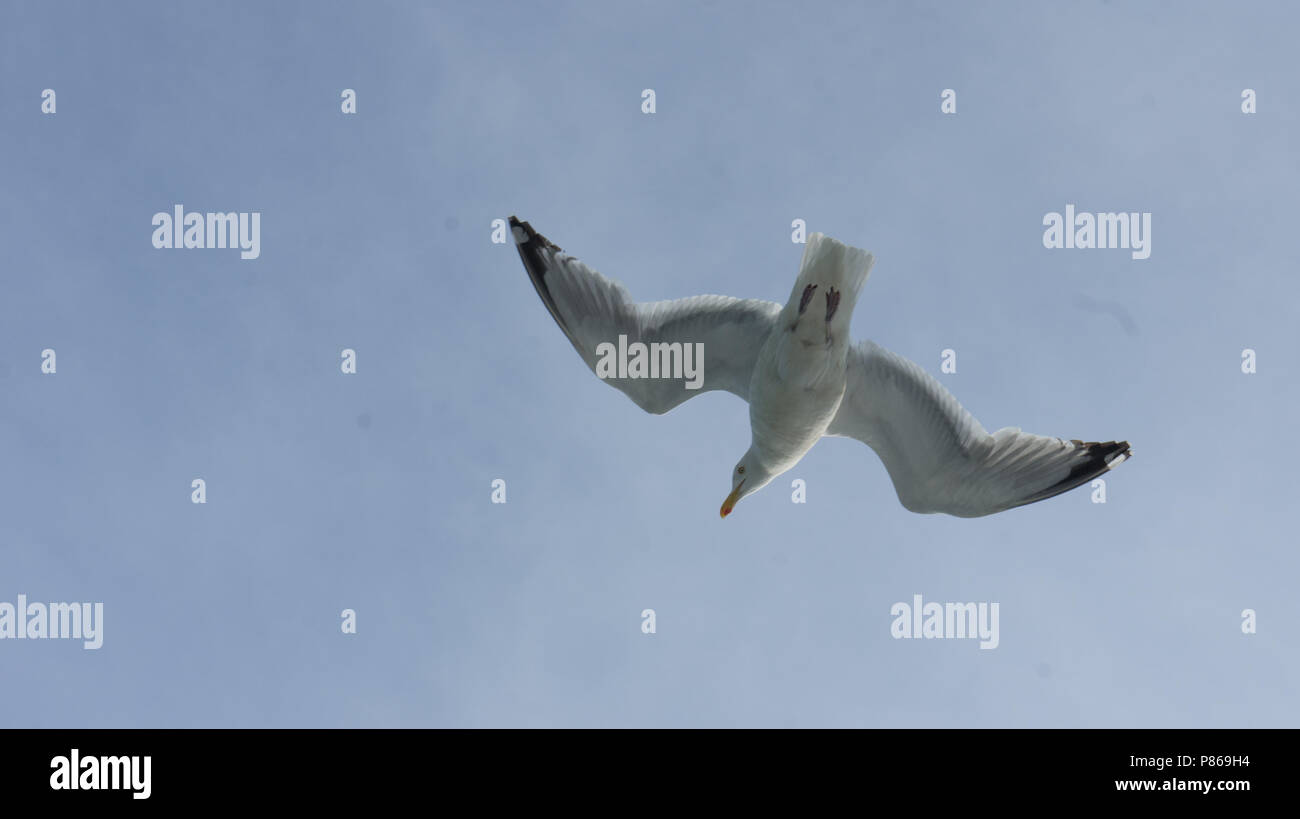 Seagul (Larus delawarensis) fliegen im Weinberg Sound, Zwischen Cape Cod und Martha's Vineyard Stockfoto