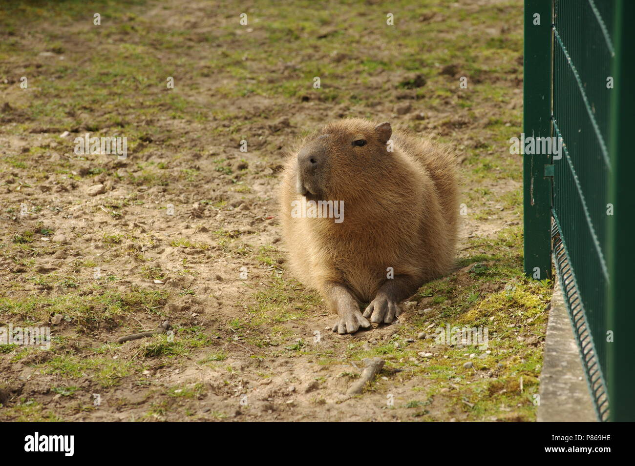 Capybaraת, Blackpool Zoo, Großbritannien Stockfoto