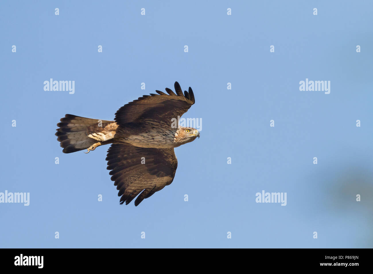 Bonelli's Adler - habichtsadler - Aquila fasciata ssp. fasciata, Oman, Erwachsene Stockfoto