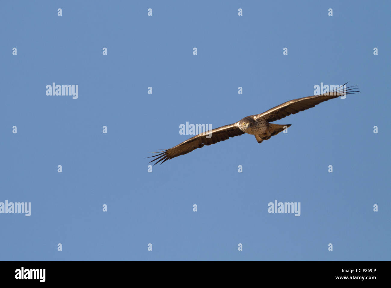 Bonelli's Adler - habichtsadler - Aquila fasciata ssp. fasciata, Oman, Erwachsene Stockfoto