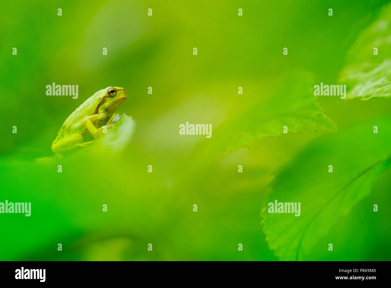 Boomkikker, gemeinsame Laubfrosch Stockfoto