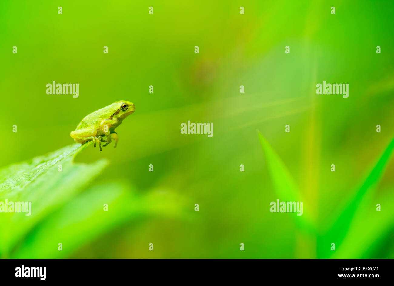 Boomkikker, gemeinsame Laubfrosch Stockfoto