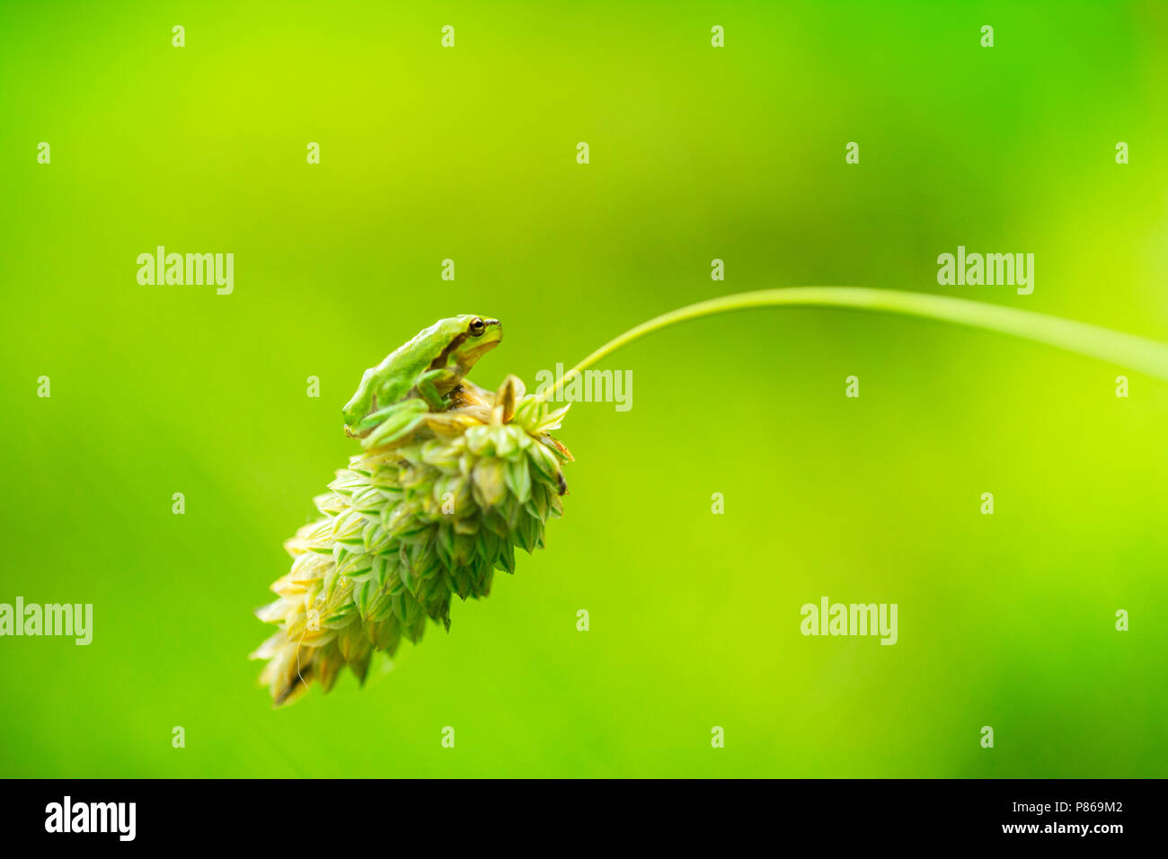 Boomkikker, gemeinsame Laubfrosch, Hyla arborea Stockfoto